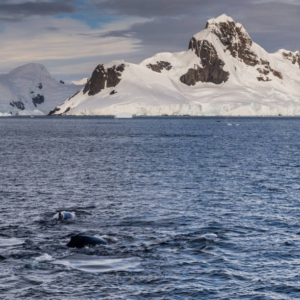 istock Antarctic landscape with diving humpback whales 2085336785