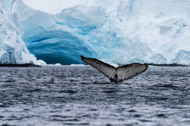 istock Tail of a humpback whale in the Antarctic 2085336791