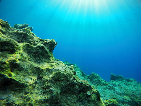 Scuba diver near beautiful coral reef surrounded with shoal of colorful coral fish and butterfly fish