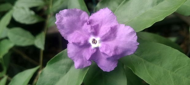 Closeup view of Brunfelsia australis flowers or Yesterday Today Tomorrow or Morning Noon and Night or Kiss Me Quick or Brazil Raintree, blooming in botanical garden