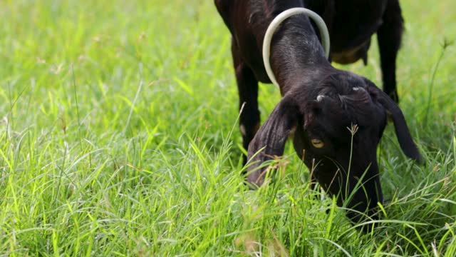 Black goat eating fresh grass