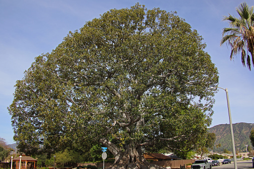 Old Moreton Bay fig tree dominates Big Tree Park in Glendora, California.