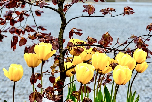 Beautiful tulips in the town square of Jaslo, Poland.