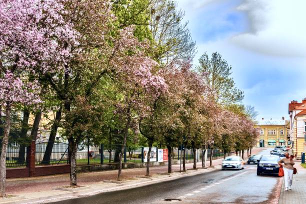 Jaslo, Poland - May 2, 2023: Fragment of a spring blooming city.