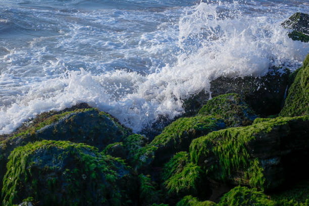 stone boulders on the coast in sunny weather of the indian Ocean.