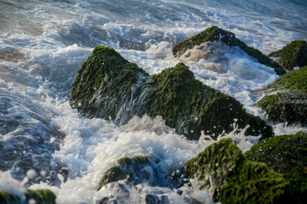 stone boulders on the coast in sunny weather of the indian Ocean.