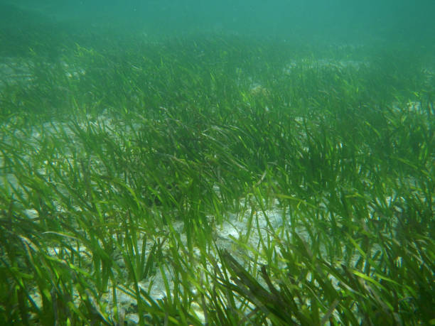 istock Snorkeling under water on Bali island, Indonesia 2085415695