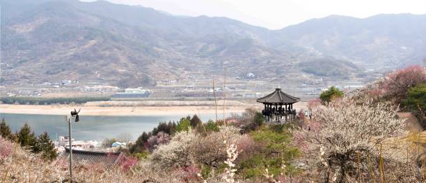 A mountainside plum farm in full bloom (March 7, 2024, Gwangyangcheong Plum Farm, Gwangyang-gun, Geonranam-do, Korea)