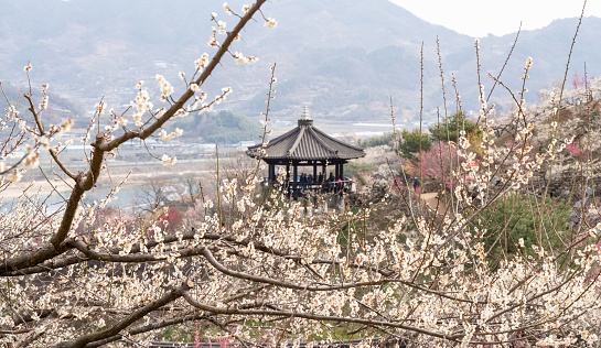 A mountainside plum farm in full bloom (March 7, 2024, Gwangyangcheong Plum Farm, Gwangyang-gun, Geonranam-do, Korea)