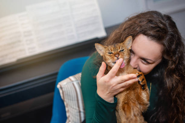 The Owner, a Young Woman, Playing with Her Abyssinian Cat.