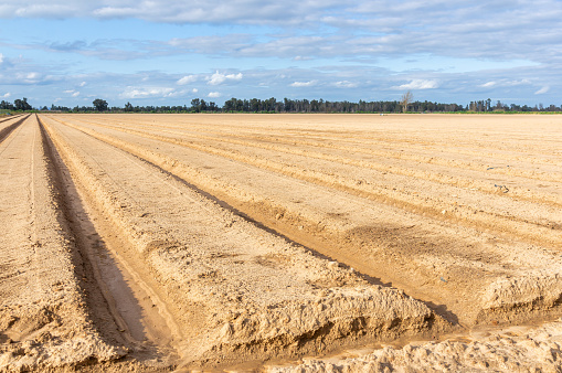 First Agricultural Steps: Field Ready for Planting and Irrigation System Installation.