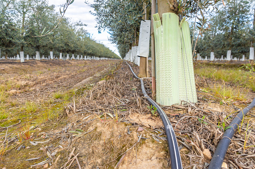 Ground-Level Perspective: Drip Irrigation System in Intensive Olive Grove.
