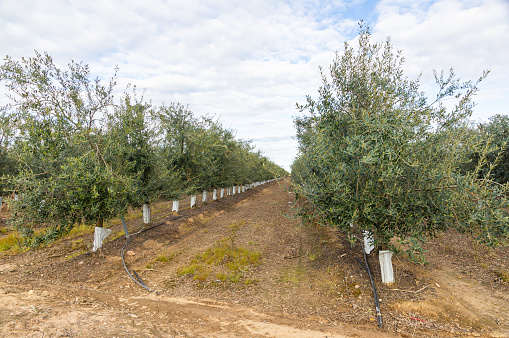 Green Perspective: Intensive Rows of Olive Cultivation.