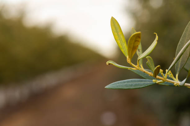 Natural Detail: Olive Branch with Rows of Field in the Background.