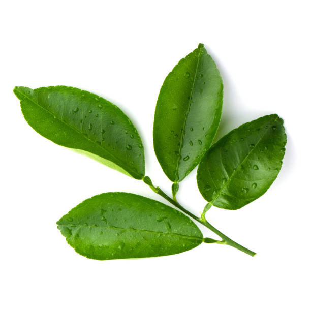 istock Lemon, Citrus leaves isolated on a white background. 2085481781