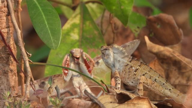 Lizard eating mantis - food .