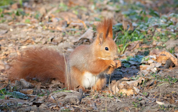 istock Red squirrel, Sciurus vulgaris. An animal sits on the ground and eats an acorn 2085489236