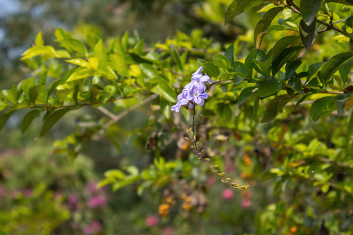 Beautiful Sky Flower (Duranta erecta) blooming in the nature garden. It is locally known as Kata Mehedi Ful in Bangladesh. Common names for this flower are golden dewdrop, pigeon berry, angel whisper.