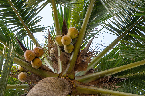 Coconut tree with a bunch of fruit. Fresh brown and green coconut.