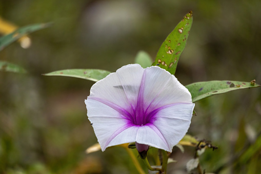 Water Morning Glory (Ipomoea aquatica) flower. Beautiful white flower with purple center. It is locally known as Kolmi Ful in Bangladesh.