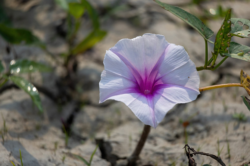 Water Morning Glory (Ipomoea aquatica) flower. Beautiful white flower with purple center. It is locally called Kolmi Ful in Bangladesh.
