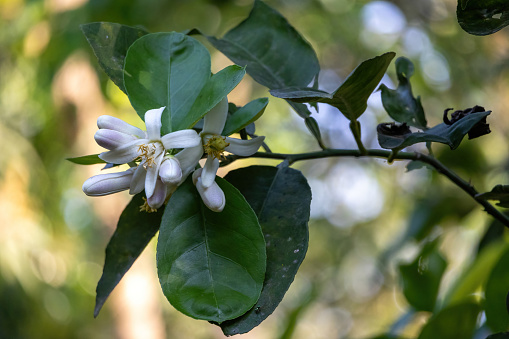 White flower buds and flowers on a lemon tree branch with green leaves on a blurred background.