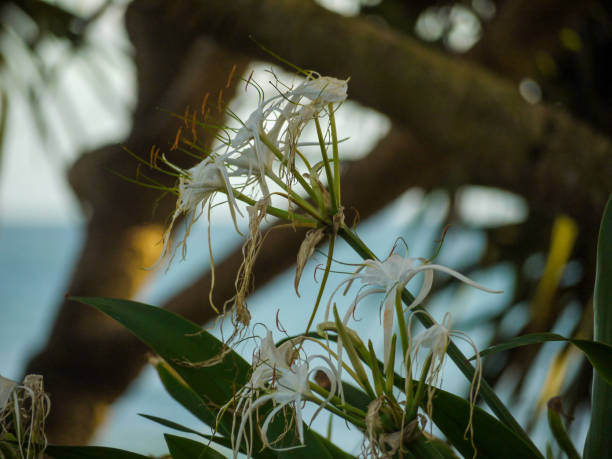 White flowers in full bloom near the ocean