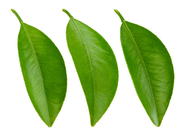 istock Citrus leaves Clipping Path 2085524758