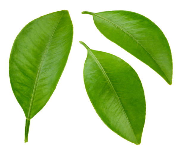 istock Citrus leaves Clipping Path 2085531134