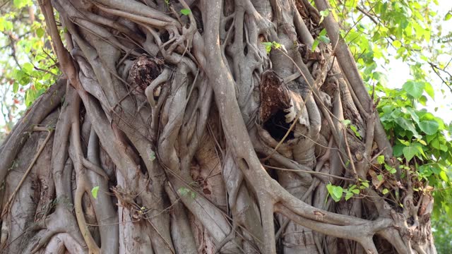 Buddha Head Entwined in Tree Roots