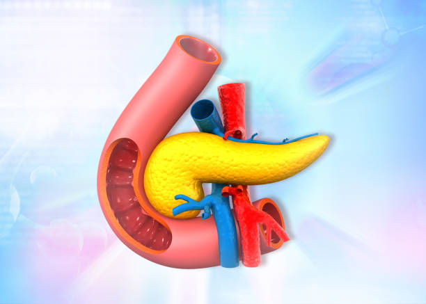 istock Human pancreas anatomy on scientific background 2085536325