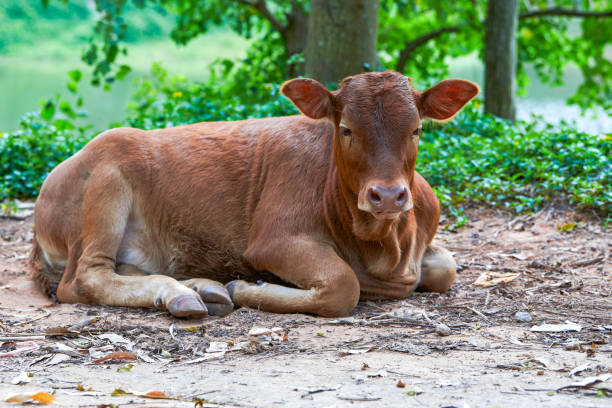 istock A resting cow in the countryside 2085536876