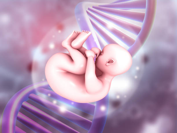 istock Human fetus with DNA strand on scientific background 2085538003