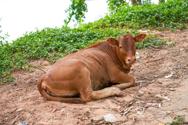 A resting cow in the countryside