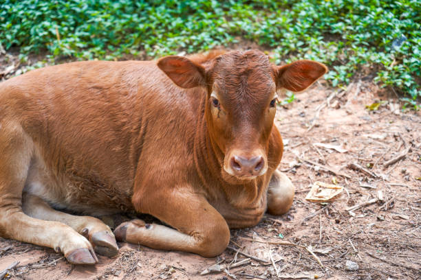 The calf is lying on the grass.
