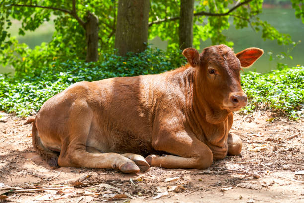Portrait of calf lies in straw on farm. Newborn animal.