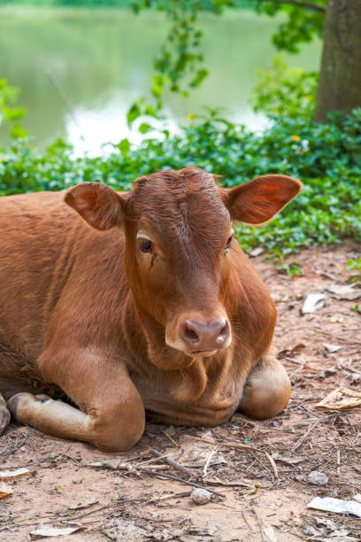 istock A resting cow in the countryside 2085539072
