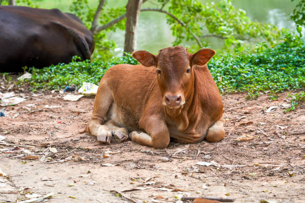 istock A resting cow in the countryside 2085539079
