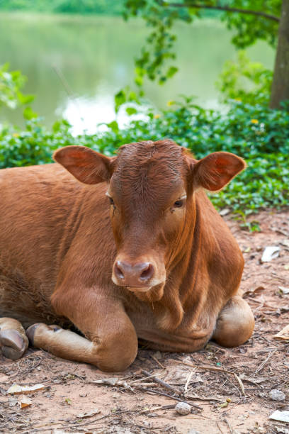 istock A resting cow in the countryside 2085539082