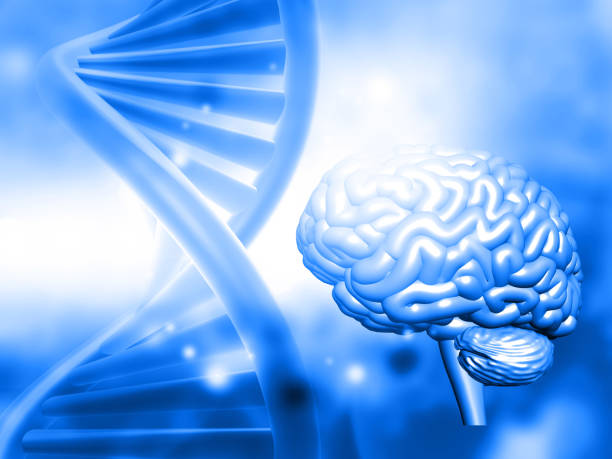 istock Human brain  with DNA strand. Scientific background 2085539084