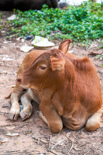 A resting cow in the countryside