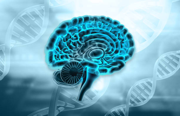 istock Human brain cross section anatomy on DNA background 2085540155