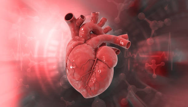 istock Human heart anatomy on scientific background 2085540671