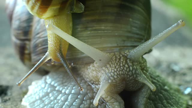 Great Snail Closeup Eyes with Tentacles