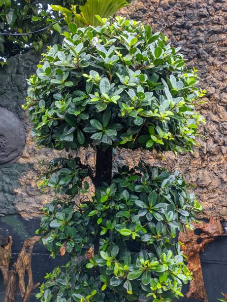 le foglie di banyan cinese o ficus malacocarpa sono bagnate dopo essere state esposte alla pioggia in giardino. - ginseng bonsai tree fig tree banyan tree foto e immagini stock