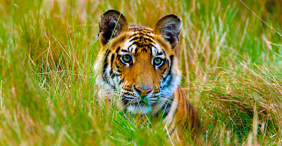 Portrait shot of a tiger mother and her cub.