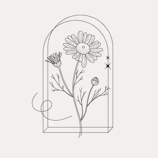 Vector illustration of Chamomile for the logo. Trendy botanical elements. Hand drawn line leaves branches and blooms. Vector trendy greenery