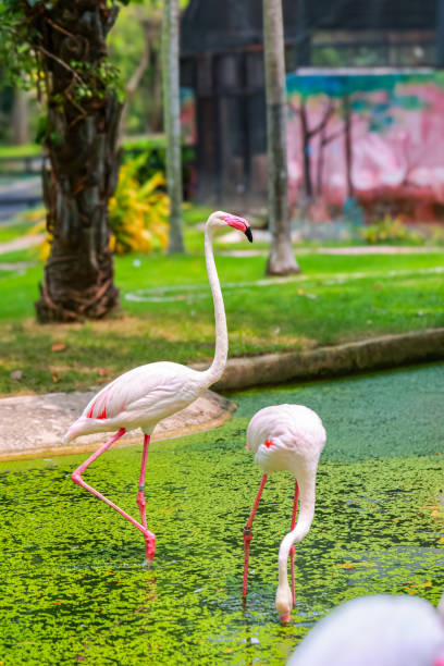 flamingo - flamingo hilton zdjęcia i obrazy z banku zdjęć