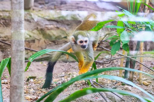 small monkey with bright eyes