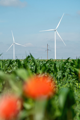 Blurry poppies against wind turbines with rotor blades generating renewable energy on country fields. Windmills generate alternative energy